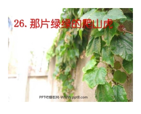 《那片绿绿的爬山虎》PPT课件下载