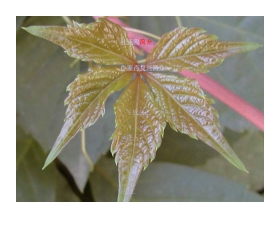 《那片绿绿的爬山虎》PPT课件下载3