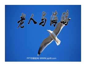 《老人与海鸥》PPT课件下载2
