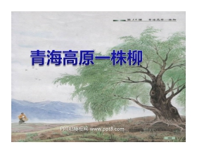《青海高原一株柳》PPT课件