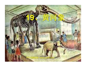 《黄河象》PPT课件2