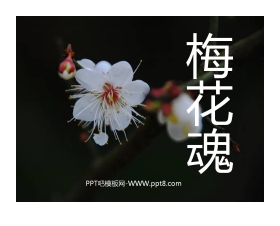 《梅花魂》PPT课件