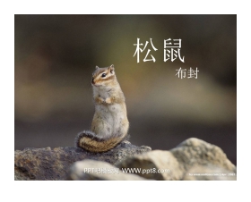 《松鼠》PPT课件下载3