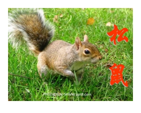 《松鼠》PPT课件下载4