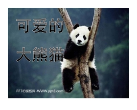 《可爱的大熊猫》PPT课件