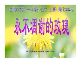 《永不凋谢的玫瑰》PPT课件