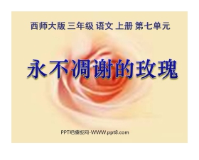 《永不凋谢的玫瑰》PPT课件2