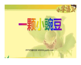 《一颗小豌豆》PPT课件2