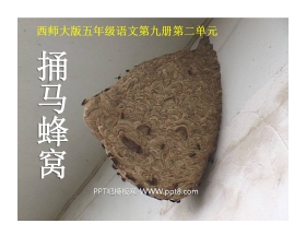 《捅马蜂窝》PPT课件