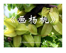 《画杨桃》PPT课件2