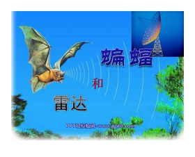 《蝙蝠和雷达》PPT课件
