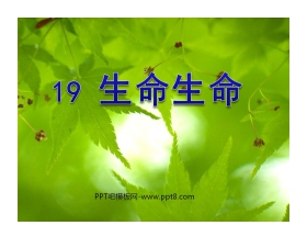 《生命生命》PPT课件5