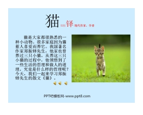 《猫》PPT课件2