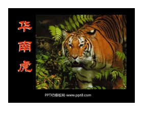 《华南虎》PPT课件3