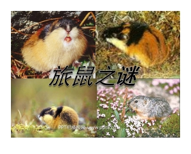 《旅鼠之谜》PPT课件