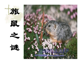 《旅鼠之谜》PPT课件2
