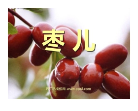 《枣儿》PPT课件2