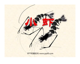 《小虾》PPT课件2