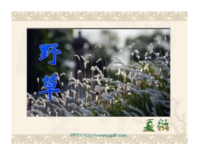 《野草》PPT课件