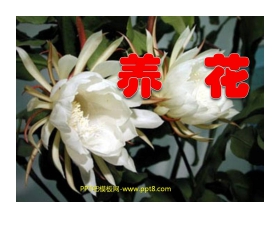 《养花》PPT课件