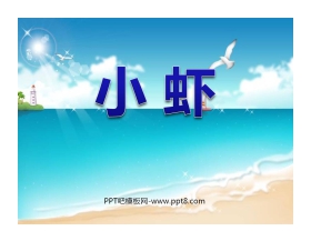 《小虾》PPT课件3