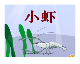 《小虾》PPT课件4