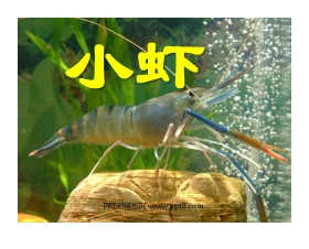《小虾》PPT课件5