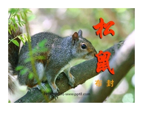 《松鼠》PPT课件4