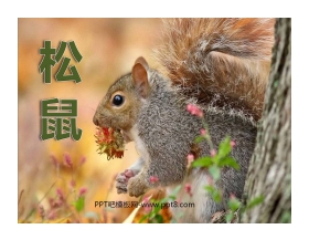 《松鼠》PPT课件5