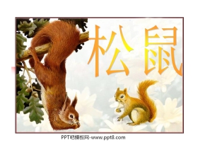 《松鼠》PPT课件6