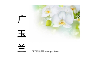 《广玉兰》PPT课件4