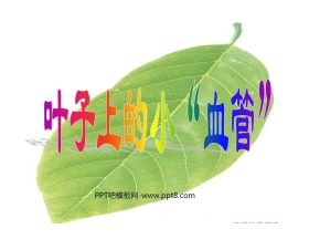 《叶子上的小血管》PPT课件