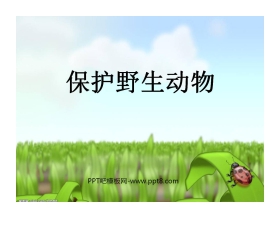 《保护珍稀野生动物》PPT课件3