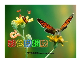 《彩色的翅膀》PPT课件下载2