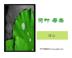 《荷叶母亲》PPT课件