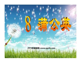 《蒲公英》PPT课件3