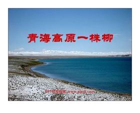 《青海高原一株柳》PPT课件3