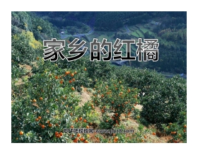 《家乡的红橘》PPT课件3