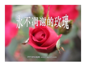 《永不凋谢的玫瑰》PPT课件4