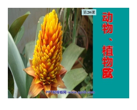 《动物、植物欣赏》PPT课件2