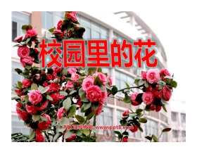 《校园里的花》PPT课件