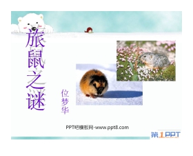 《旅鼠之谜》PPT课件5