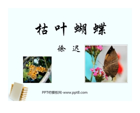 《枯叶蝴蝶》PPT课件
