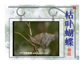 《枯叶蝴蝶》PPT课件2