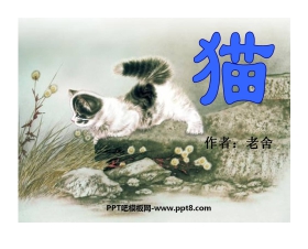 《猫》PPT课件5