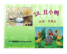 《丑小鸭》PPT课件9