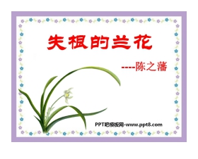 《失根的兰花》PPT课件