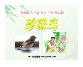 《珍珠鸟》PPT课件12