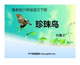 《珍珠鸟》PPT课件14