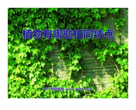 《植物有哪些相同点》植物PPT课件